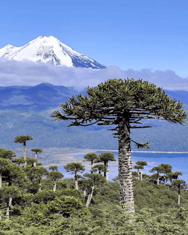 Araucaria y volcán Llaima sendero sierra nevada