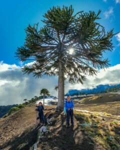 Ultima araucaria volcán sollipulli