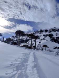 Araucarias y nieve en Conguillio