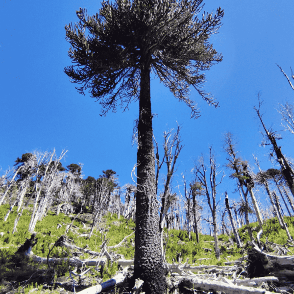 Tour China Muerta - Icama - bosque quemado