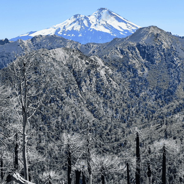 Tour China Muerta - icalma Bosque quemado con el volcán Llaima de fondo