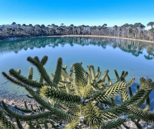 Laguna Cochor y araucarias